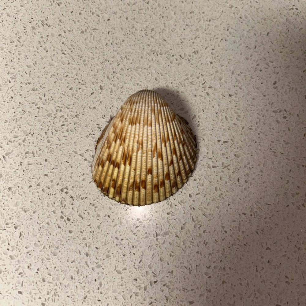 Small Cockle Shells with Pattern - Picture 2 of 6